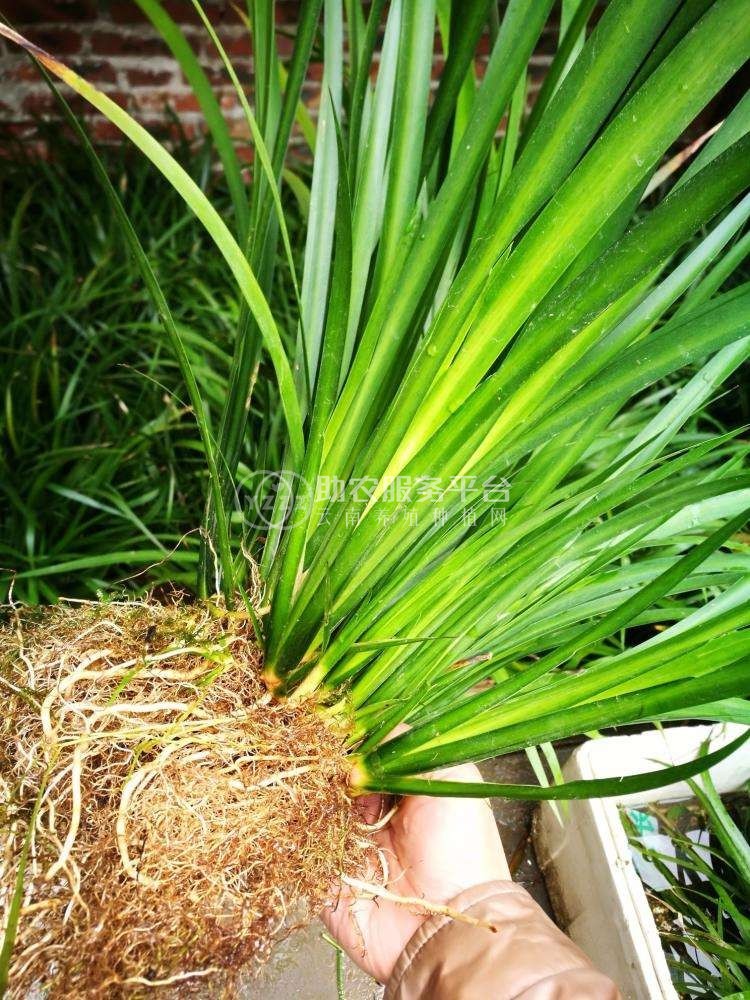 查询石菖蒲种植基地供应10吨图1
