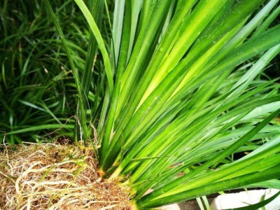 查询石菖蒲种植基地供应10吨