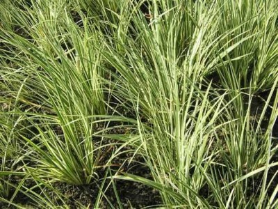 查询石菖蒲种植基地供应10吨图2