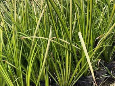 查询石菖蒲种植基地供应10吨图3
