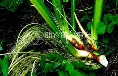 查询石菖蒲种植基地供应10吨图4