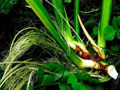 查询石菖蒲种植基地供应10吨图4