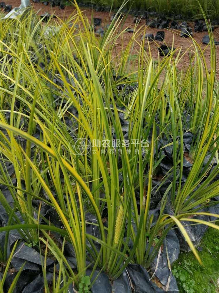 查询石菖蒲种植基地供应10吨图5