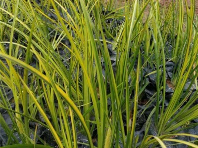 查询石菖蒲种植基地供应10吨图5