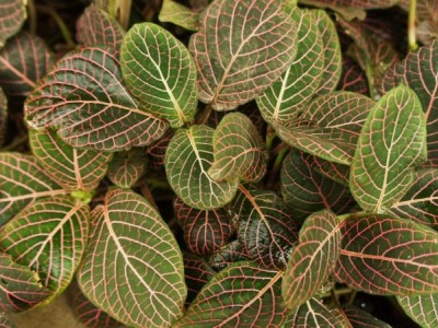临沧金线莲种植基地供应量9吨图4