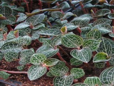 临沧金线莲种植基地供应量9吨图3