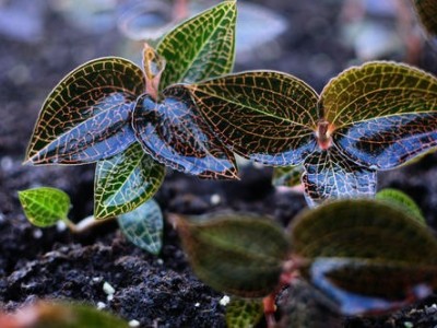 临沧金线莲种植基地供应量9吨图8