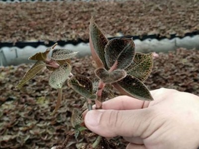 临沧金线莲种植基地供应量9吨图5