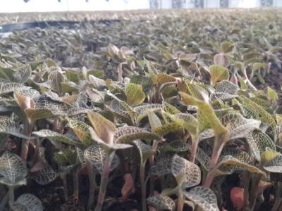 临沧金线莲种植基地供应量9吨图6