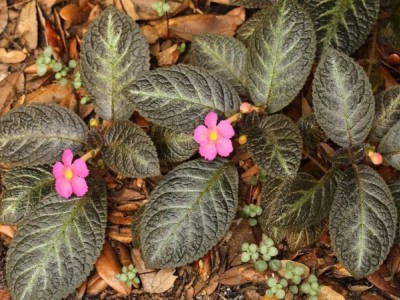 临沧金线莲种植基地供应量9吨图2