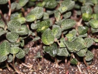 临沧金线莲种植基地供应量9吨图9