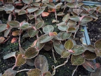 临沧金线莲种植基地供应量9吨图7