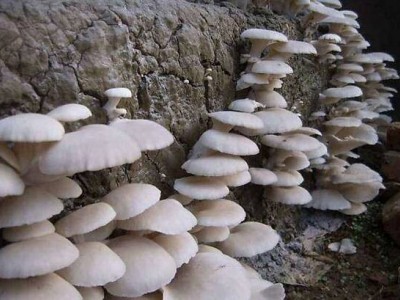 曲靖陆良夸丽食用菌植中心 2000亩