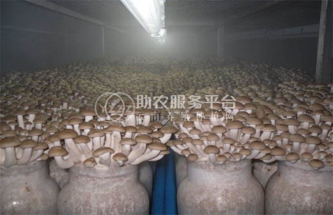 曲靖陆良夸丽食用菌植中心 2000亩图6