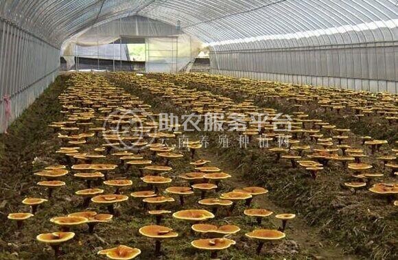 曲靖陆良夸丽食用菌植中心 2000亩图2