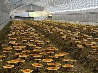 曲靖陆良夸丽食用菌植中心 2000亩图2