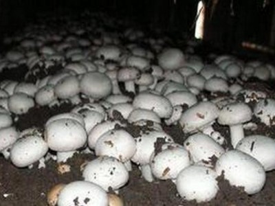 曲靖陆良夸丽食用菌植中心 2000亩图5