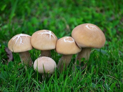 曲靖陆良夸丽食用菌植中心 2000亩图7