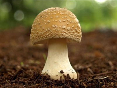 曲靖陆良夸丽食用菌植中心 2000亩图8