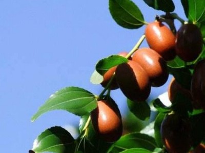 临沧枣子种植基地供应量7吨图6