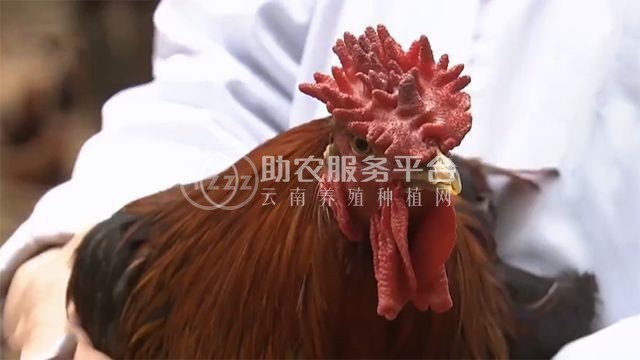 云南曲靖云硅养鸡有限公司 2000只图7