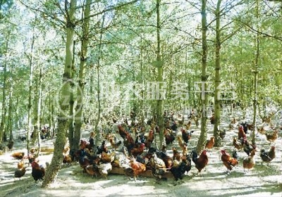 云南曲靖云硅养鸡有限公司 2000只图4