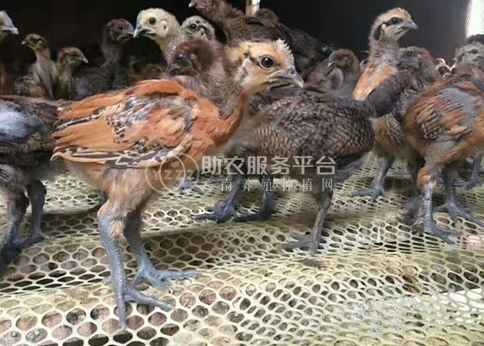 云南曲靖云硅养鸡有限公司 2000只图8