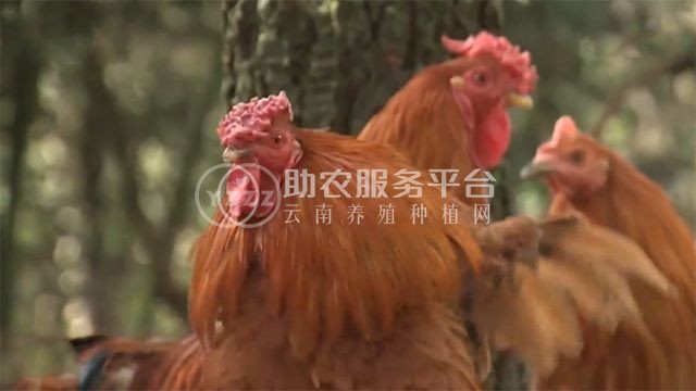 云南曲靖云硅养鸡有限公司 2000只图5