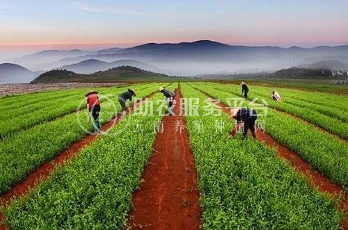 临沧中药材种植基地供应量8吨图1