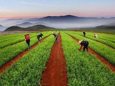 临沧中药材种植基地供应量8吨
