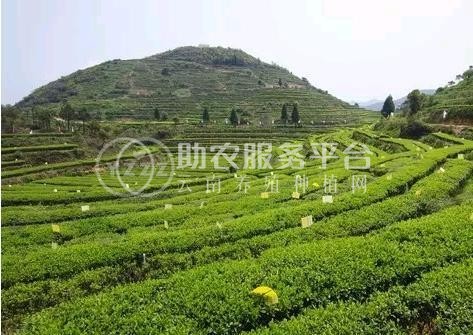 临沧中药材种植基地供应量8吨图7