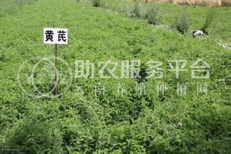 临沧中药材种植基地供应量8吨图6