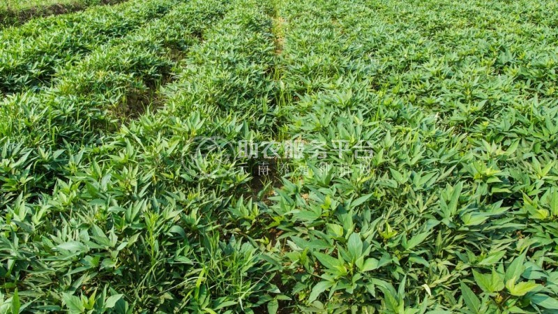 临沧中药材种植基地供应量8吨图5
