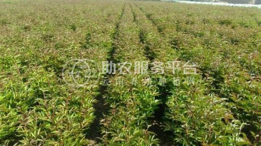 临沧中药材种植基地供应量8吨图3