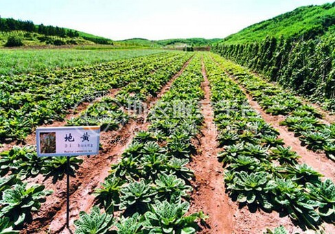 临沧中药材种植基地供应量8吨图2