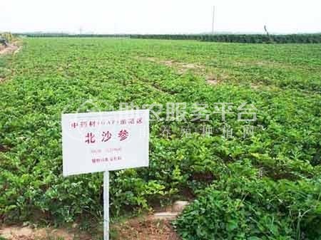 临沧中药材种植基地供应量8吨图4