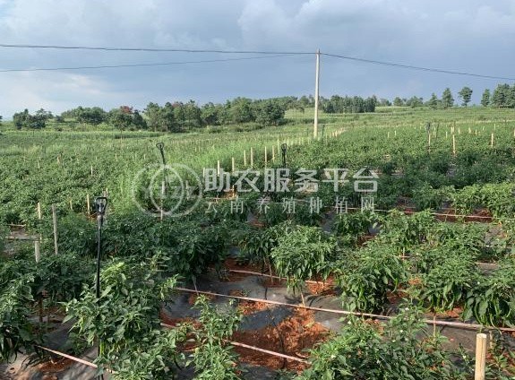 曲靖富员辣椒基地 供应量 2吨图5