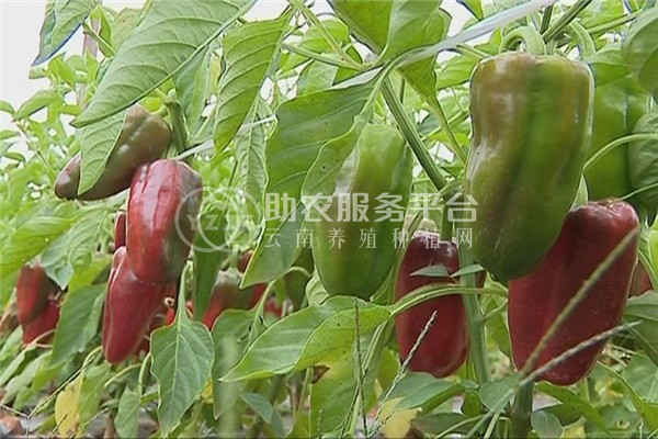 曲靖富员辣椒基地 供应量 2吨图8