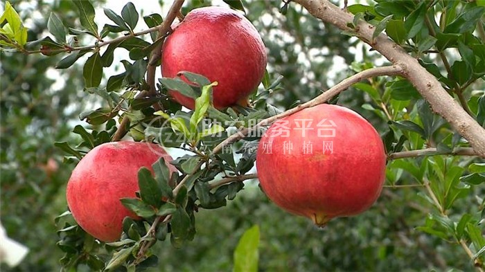 曲靖陆良召夸红丽石榴种植中心 供应量9吨图4