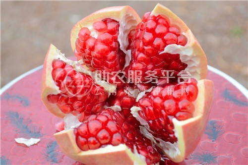 曲靖陆良召夸红丽石榴种植中心 供应量9吨图1