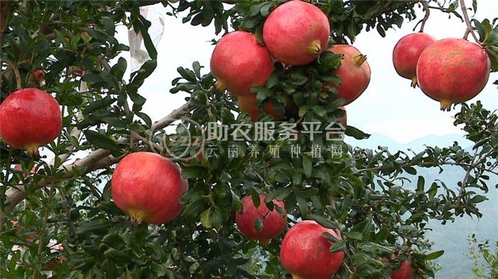 曲靖陆良召夸红丽石榴种植中心 供应量9吨图6