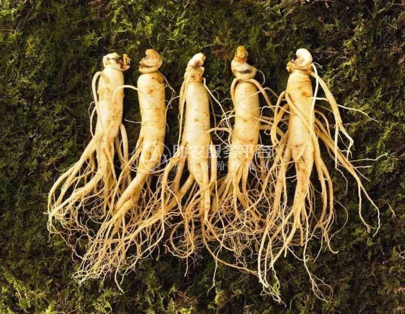 楚雄人参种植基地供应5吨图2