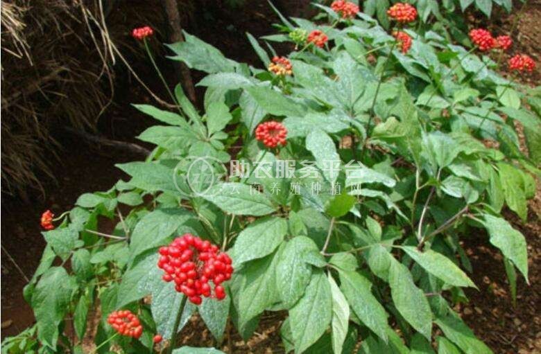 楚雄人参种植基地供应5吨图3