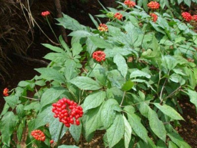 楚雄人参种植基地供应5吨图3