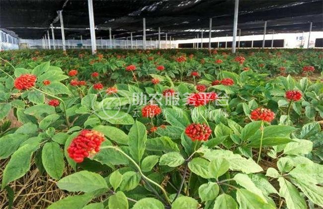 楚雄人参种植基地供应5吨图4