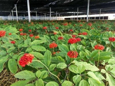 楚雄人参种植基地供应5吨图4