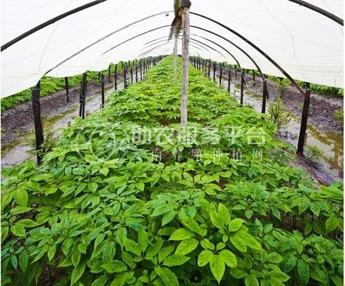 楚雄人参种植基地供应5吨图5