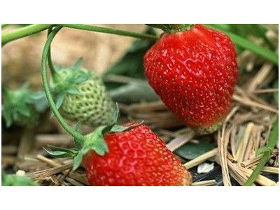曲靖陆良召夸镇草莓种植基地 供应量8吨