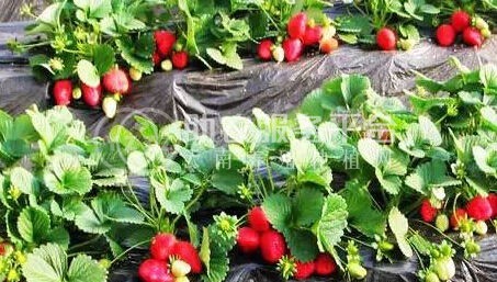 曲靖陆良召夸镇草莓种植基地 供应量8吨图3