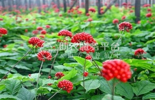 楚雄人参种植基地供应5吨图6